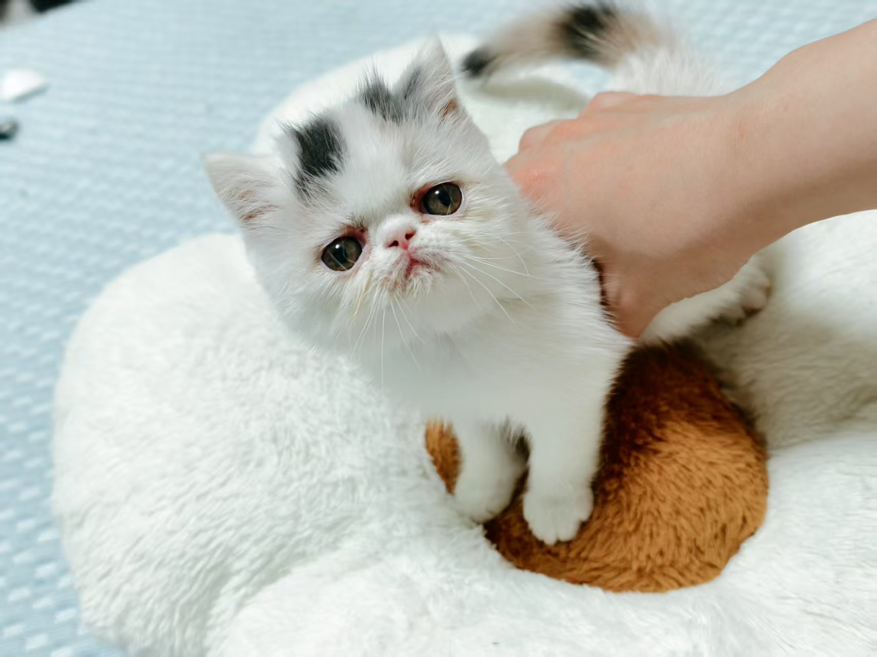 南京自提，加菲猫咪